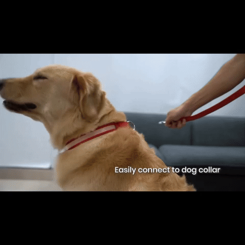 “La Correa que Hace que Tu Mascota Brille” 💡🐶