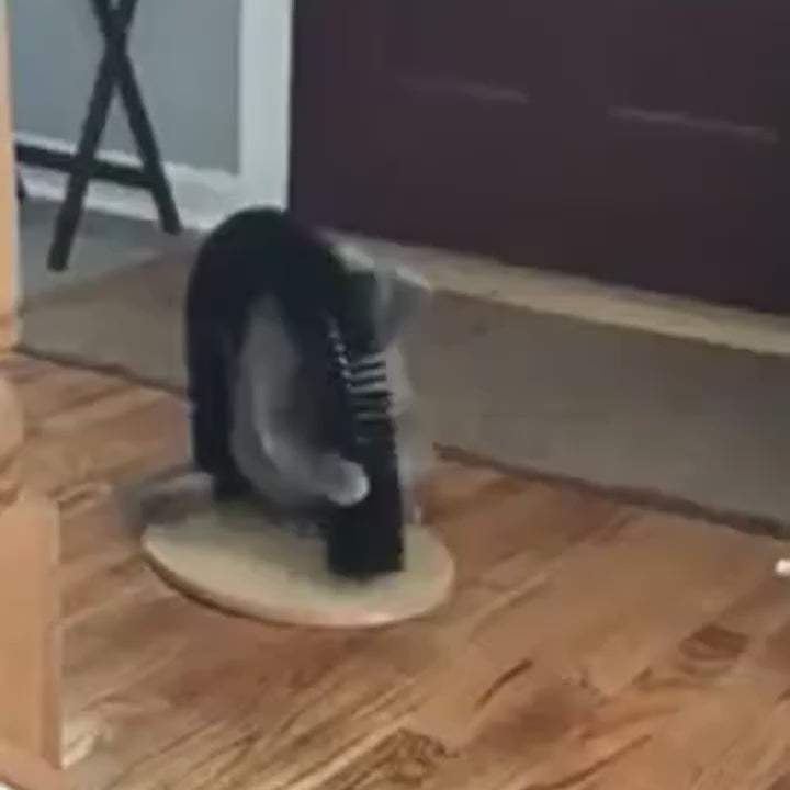 Juguete Rascador En Forma De Arco Gatos